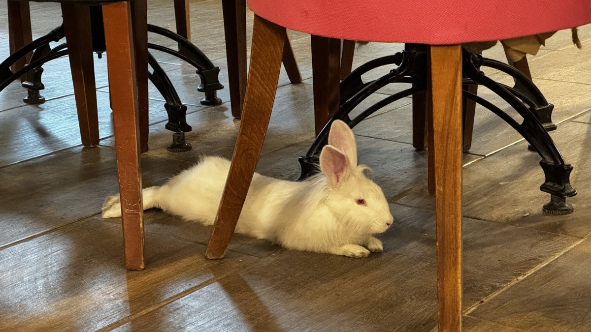 Rescued baby rabbit becomes cafe mascot in Türkiye's Elazığ