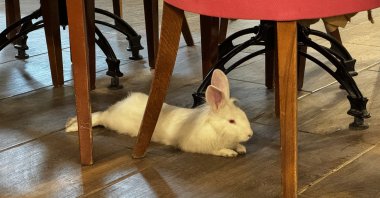 Tombiş rests comfortably inside the cafe in Elazığ, eastern Türkiye, Jan. 24, 2026. (AA Photo)