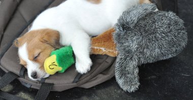 A little Jack Russell Terrier sleeps with a plush toy during the world dog show in Salzburg, Austria, May 18, 2012. (AP Photo)