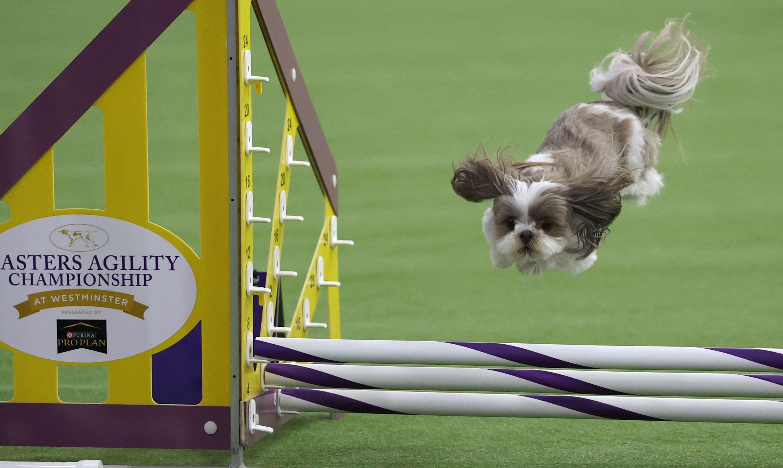 Westminster Dog Show adds thrills with agility competition