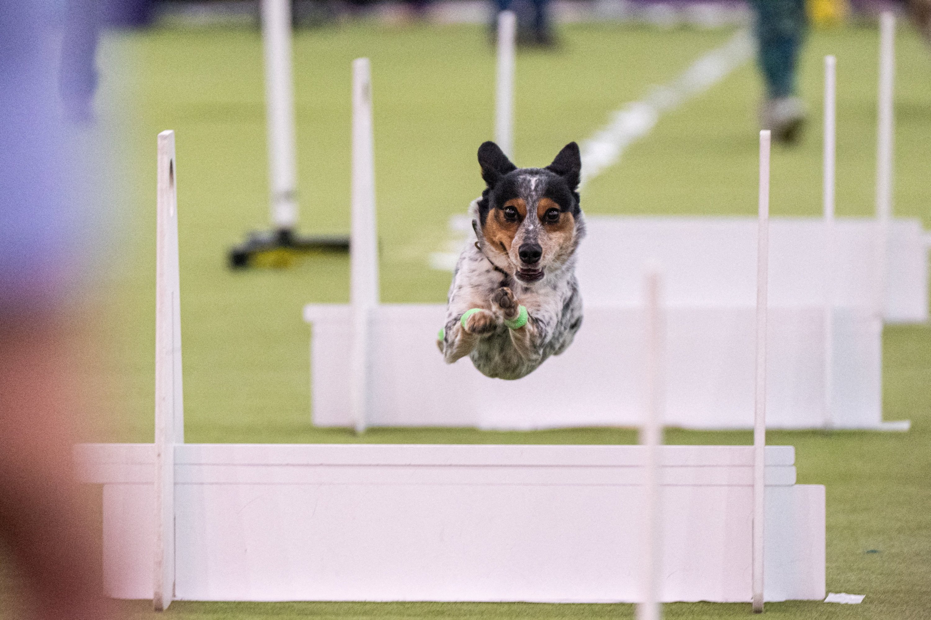 A dog races in the flyball competition during the 150th Annual Westminster Kennel Club Dog Show at the Jacob Javits Convention Center, New York, U.S., Jan. 31, 2026. (Reuters Photo)