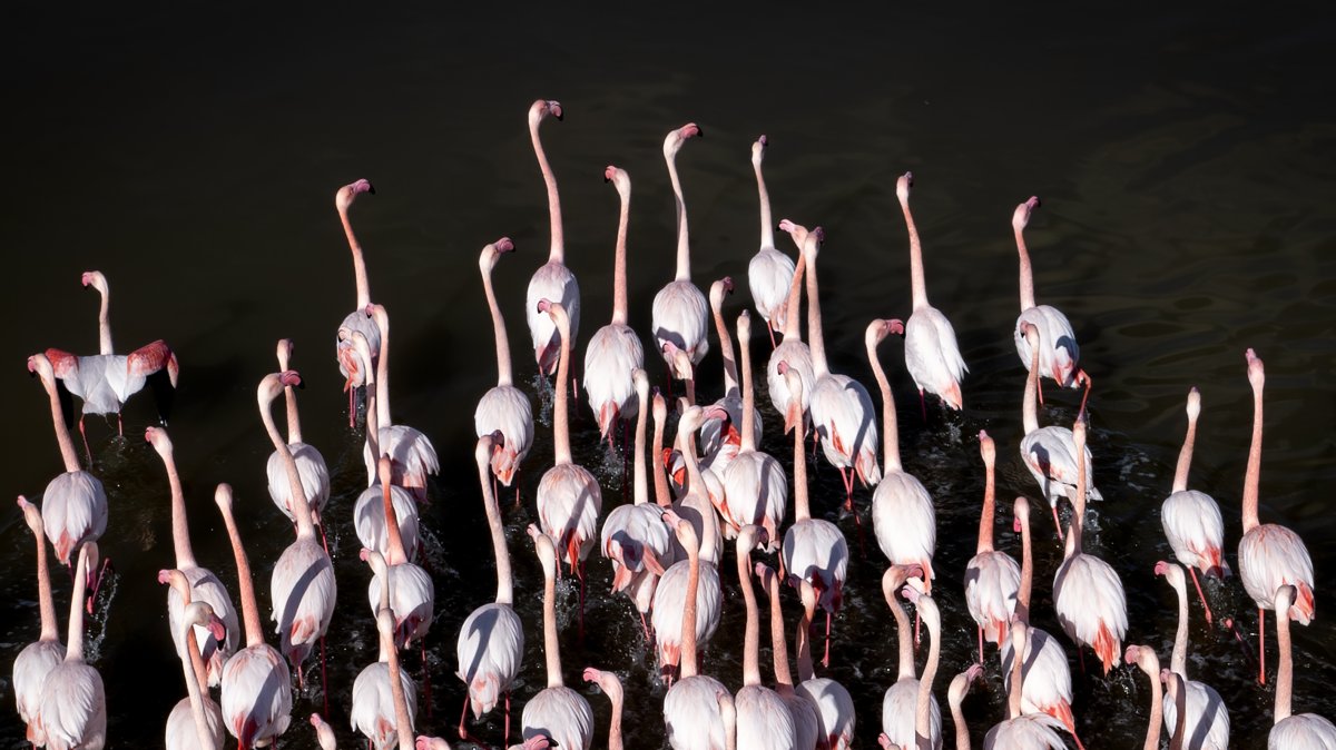 Büyük Menderes Delta hosts thousands of birds in western Türkiye