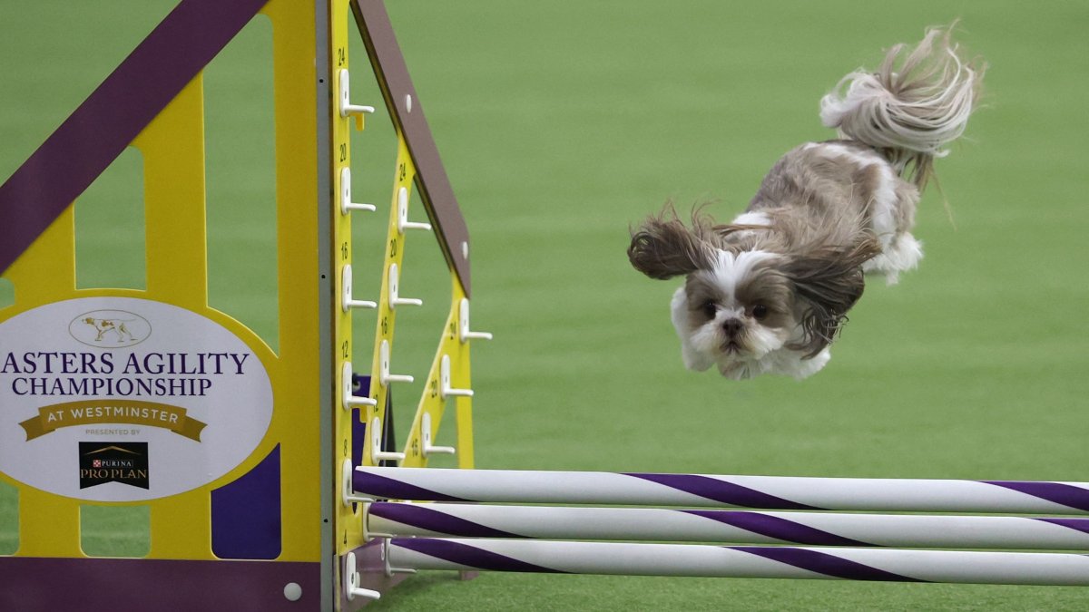 A dog runs the course during the 13th Annual Masters Agility Championship Preliminaries during the 150th Annual Westminster Kennel Club Dog Show, New York, U.S., Jan. 31, 2026. (AFP Photo)