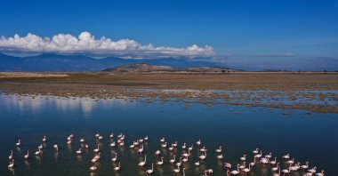 Wetlands in the Büyük Menderes Delta offer critical habitat for thousands of birds each year in Aydın, Türkiye, Jan. 28, 2026. (AA Photo)