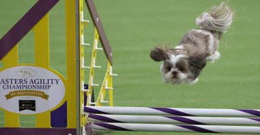 A dog runs the course during the 13th Annual Masters Agility Championship Preliminaries during the 150th Annual Westminster Kennel Club Dog Show, New York, U.S., Jan. 31, 2026. (AFP Photo)