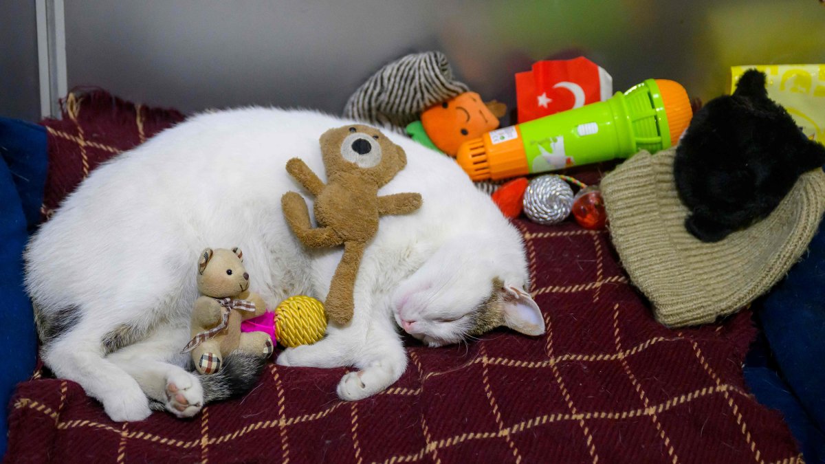 "Kanyon" the stray cat sleeps in his basket at the entrance of a shopping mall, Istanbul, Türkiye, Jan. 23, 2026. (AFP Photo)