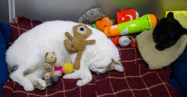 "Kanyon" the stray cat sleeps in his basket at the entrance of a shopping mall, Istanbul, Türkiye, Jan. 23, 2026. (AFP Photo)