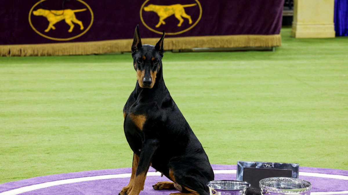 Penny the doberman captures top prize at Westminster dog show