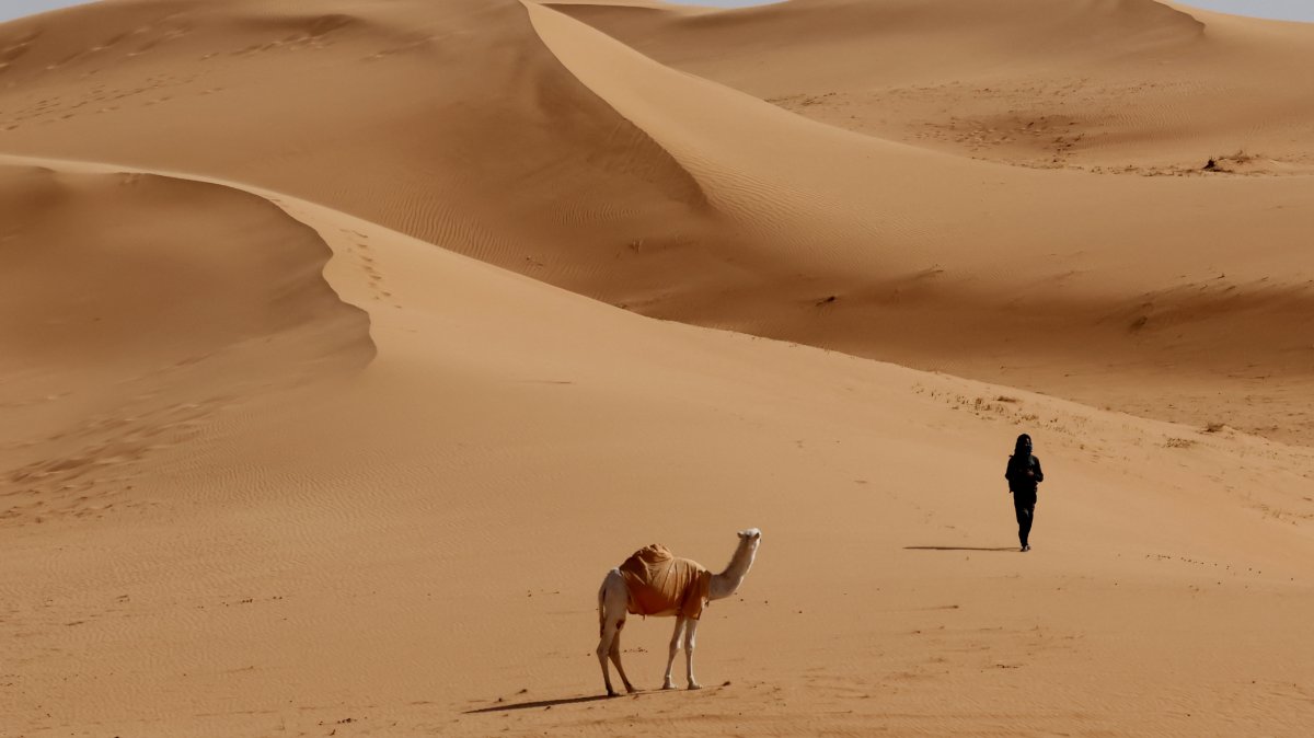 Saudi camels now travel in style with official passports