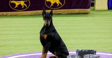 A Doberman named Penny sits next to the awards after winning the "Best in Show" competition at the 150th Westminster Kennel Club dog show, New York City, U.S., Feb. 3, 2026. (Reuters Photo)