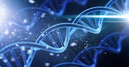 A new ​study points to a larger role for genetics than previous ‍research had indicated, estimating the contribution of genes to determining human lifespan at about 50%. (Shutterstock Photo)