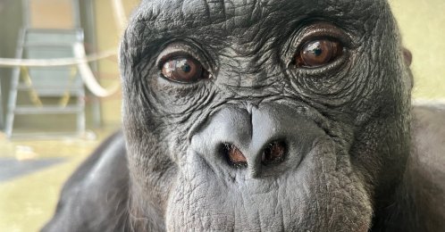 This undated photo provided by the Ape Initiative shows Kanzi, a bonobo who learned to communicate with humans, in Des Moines, Iowa, U.S. (AP Photo)