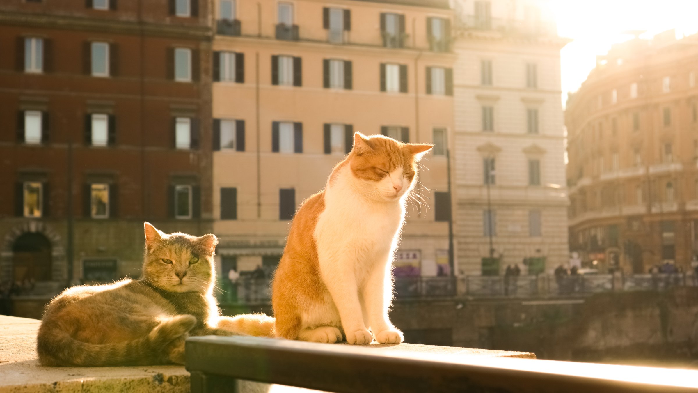Furry stray cats enjoying the sunlight in Rome, Italy. (Shutterstock Photo)