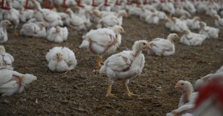 Chickens are seen at a farm in Osmaniye province, southern Türkiye, Dec. 19, 2025. (AA Photo)