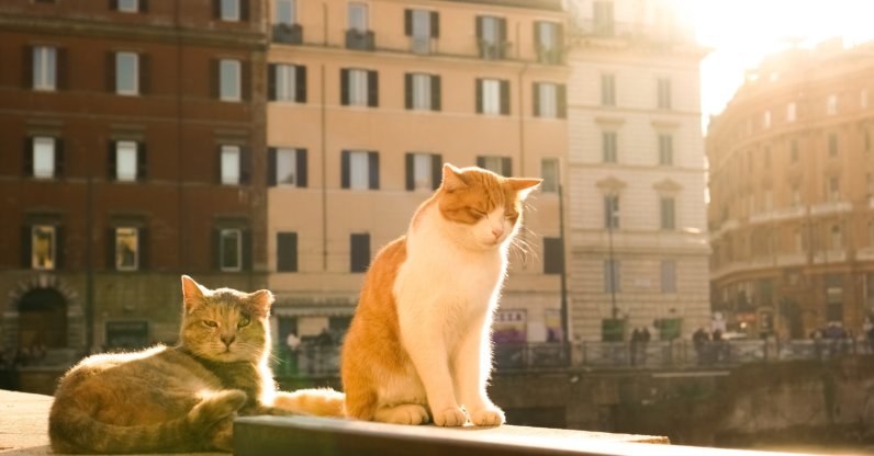 Furry stray cats enjoying the sunlight in Rome, Italy. (Shutterstock Photo)