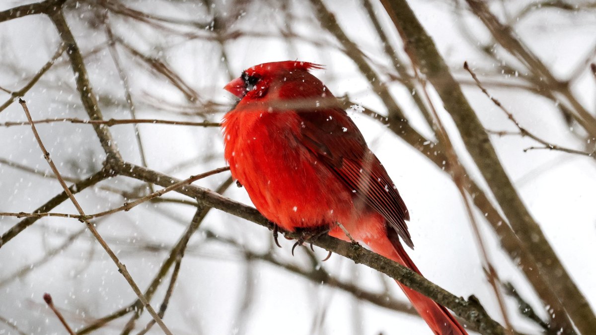 Noise pollution disrupts bird behavior worldwide: Study
