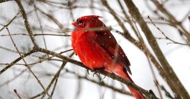 A male northern cardinal perches on a branch during heavy snowfall as a major winter storm spreads snow across a large swath of the country, in Nyack, New York, U.S., Jan. 25, 2026. (Reuters Photo)