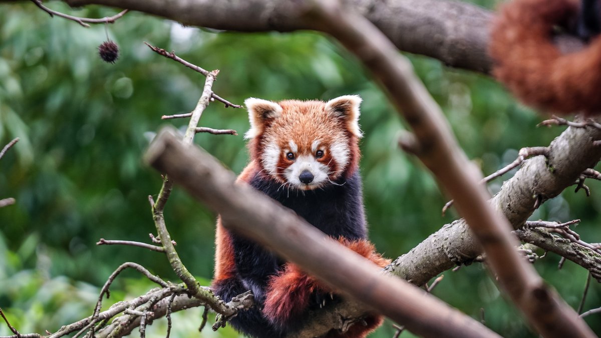 Endangered red panda cubs thrive at Türkiye's Bursa Zoo
