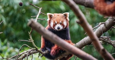 Red panda cub sits in a tree at Bursa Zoo, Bursa, Türkiye, Feb. 11, 2026. (AA Photo)
