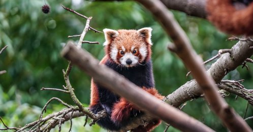 Red panda cub sits in a tree at Bursa Zoo, Bursa, Türkiye, Feb. 11, 2026. (AA Photo)
