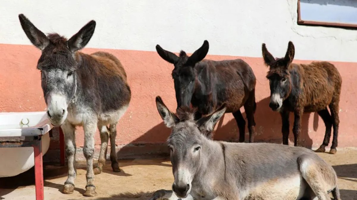 Horse, donkey, mule numbers continue to fall in Türkiye