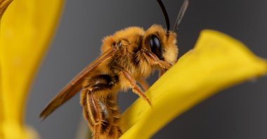 This photo, provided by Krystle Hickman, shows an Andrena prunorum male bee on  in the Orcas Park region of Los Angeles, California, U.S., March 7, 2021. (AP Photo)