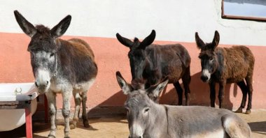 Donkey numbers continue to decline sharply across country, Antalya, Türkiye, Feb. 15, 2026. (DHA Photo)