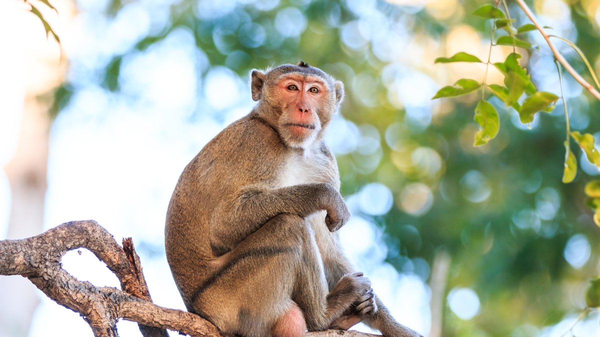 A macaque on tree, Thailand. (Shutterstock Photo)