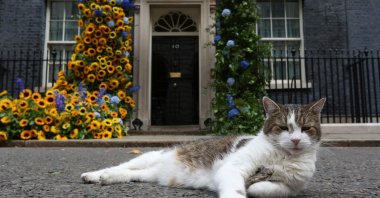 "Larry" the cat sits in front of a flower arch of Ukraine's national flower, sunflowers, erected outside 10 Downing Street to mark Ukrainian Independence Day, London, U.K., Aug. 24, 2022. (AFP Photo)