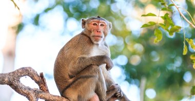A macaque on tree, Thailand. (Shutterstock Photo)