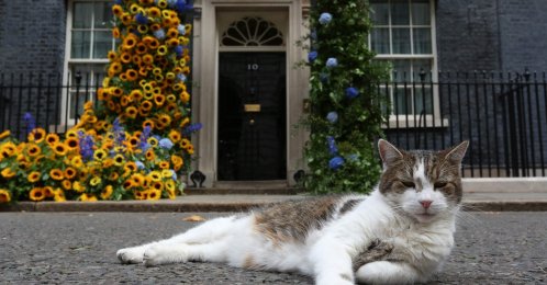 "Larry" the cat sits in front of a flower arch of Ukraine's national flower, sunflowers, erected outside 10 Downing Street to mark Ukrainian Independence Day, London, U.K., Aug. 24, 2022. (AFP Photo)