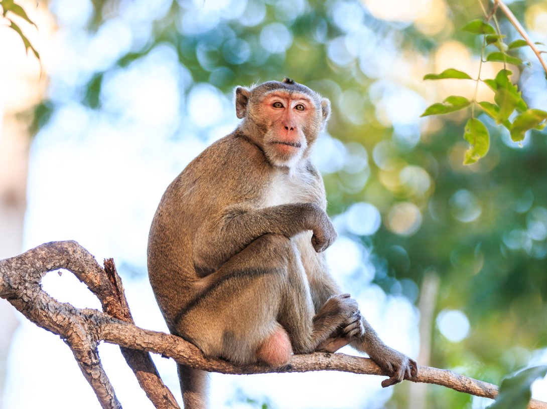 A macaque on tree, Thailand. (Shutterstock Photo)
