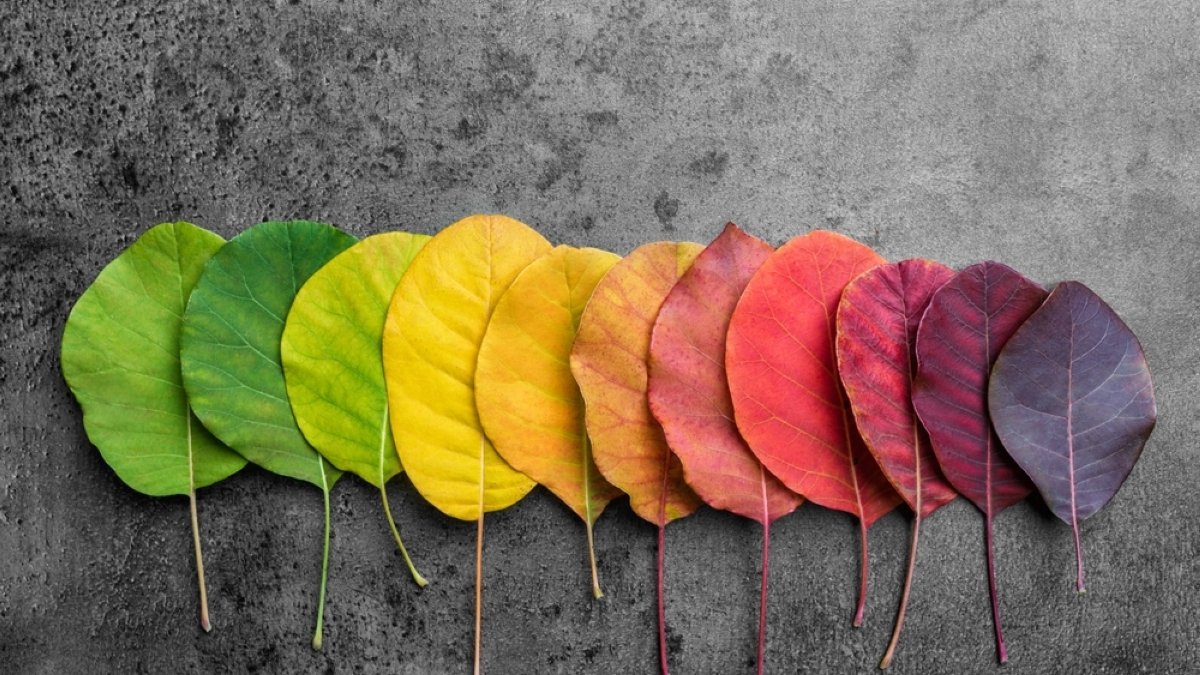 Are we losing colors? Emotional politics of desaturation