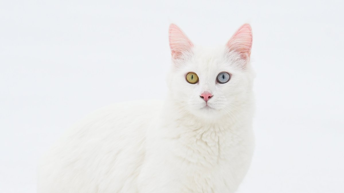 A Van cat poses at the Van Cat Research and Application Center of Van Yüzüncü Yıl University (YYU), Van, eastern Türkiye, Feb. 11, 2026. (AA Photo)