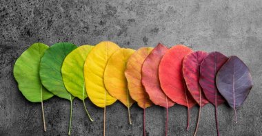 Modern humanity, as it becomes more crowded, more digitized, more saturated with empty information and disinformation alike, seems to be disciplining color out of its physical environment. (Shutterstock Photo)