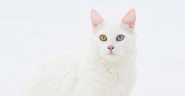 A Van cat poses at the Van Cat Research and Application Center of Van Yüzüncü Yıl University (YYU), Van, eastern Türkiye, Feb. 11, 2026. (AA Photo)