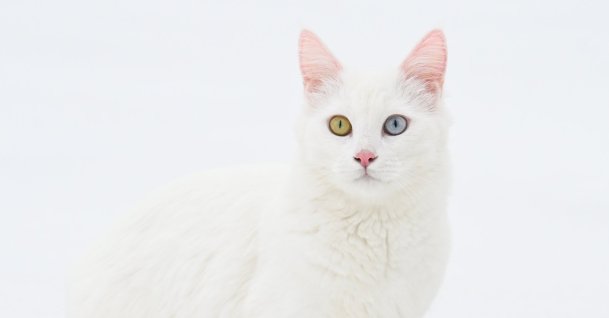 A Van cat poses at the Van Cat Research and Application Center of Van Yüzüncü Yıl University (YYU), Van, eastern Türkiye, Feb. 11, 2026. (AA Photo)