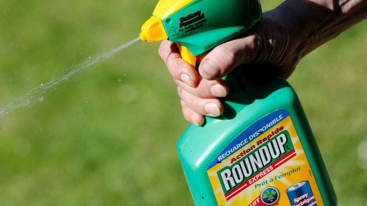 A man uses Monsanto's Roundup weedkiller spray containing glyphosate in a garden, Bordeaux, France, June 1, 2019. (Reuters Photo)