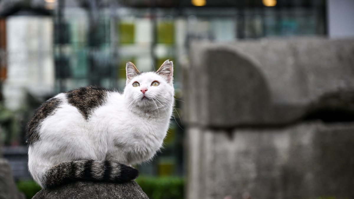 Pets and health: How cats could help humans fight cancer