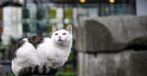 A stray cat sits on a tomb in the yard of Istanbul Archaeology museum, Istanbul, Türkiye, Feb. 5, 2026. (AFP Photo)