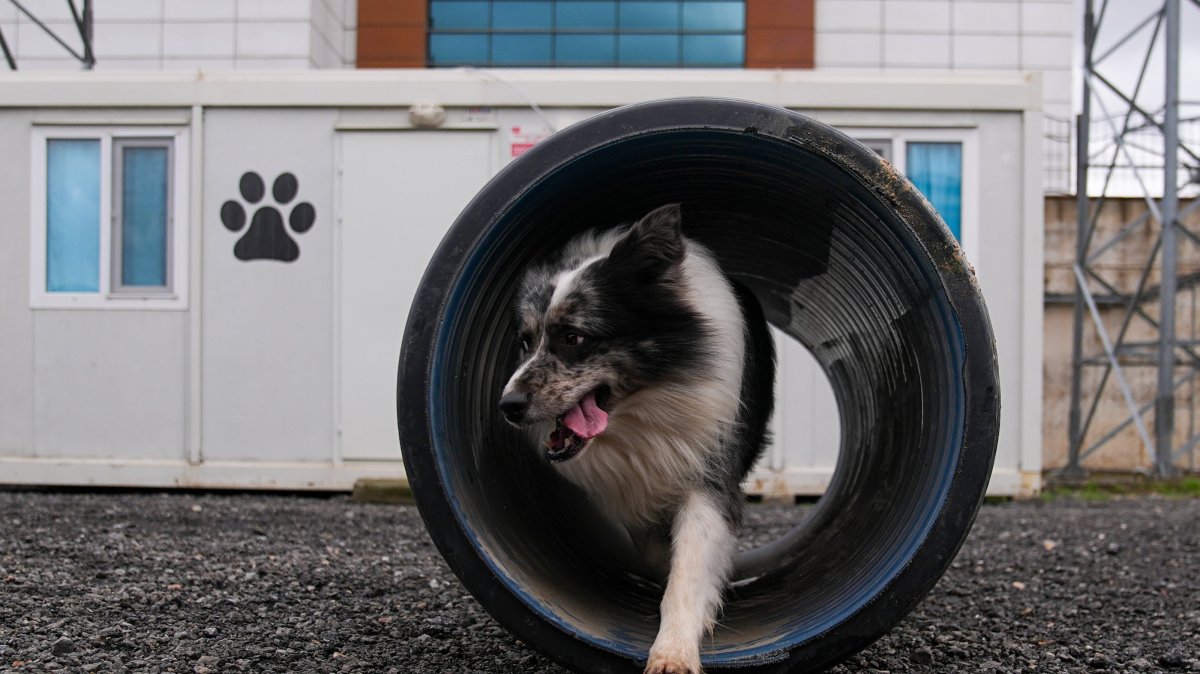 A dog takes part in a search and rescue training exercise under the supervision of AFAD teams, Istanbul, Türkiye, Feb. 7, 2026. (AA Photo)