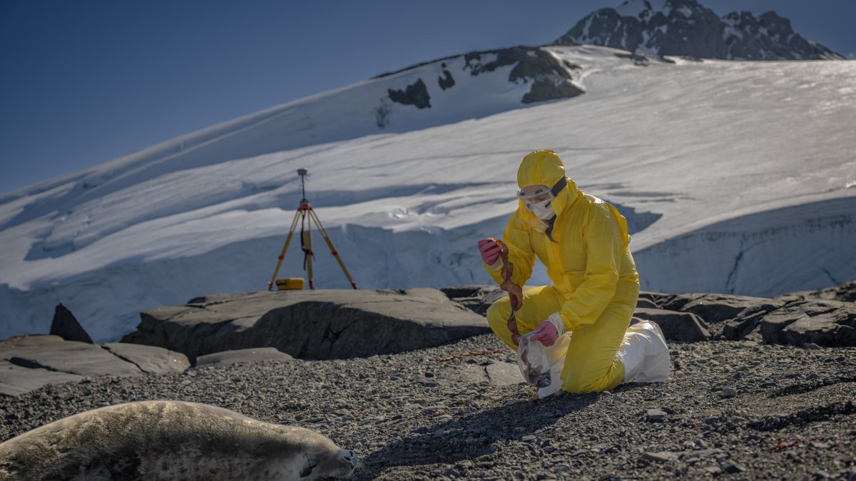 Turkish scientists explore Antarctic algae, microbes for antivirals