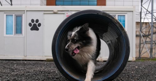 A dog takes part in a search and rescue training exercise under the supervision of AFAD teams, Istanbul, Türkiye, Feb. 7, 2026. (AA Photo)