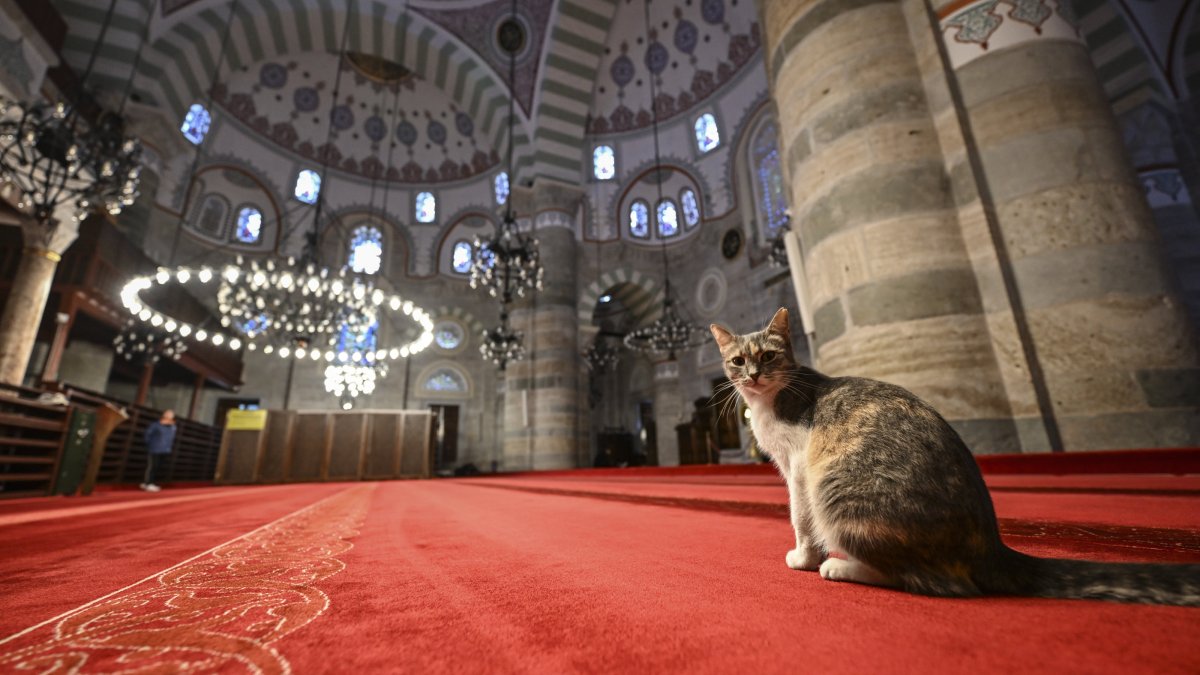 A cat rests inside the prayer area of the Mihrimah Sultan Mosque, Istanbul, Türkiye, Feb. 14, 2026. (AA Photo)