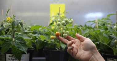 Tomatoes grown in simulated moon and Mars regolith in a TÜBİTAK-supported space biology study, Izmir, Türkiye, Feb. 18, 2026. (AA Photo)