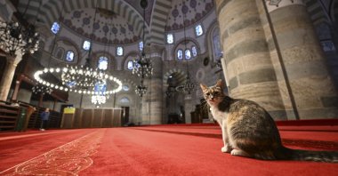 A cat rests inside the prayer area of the Mihrimah Sultan Mosque, Istanbul, Türkiye, Feb. 14, 2026. (AA Photo)