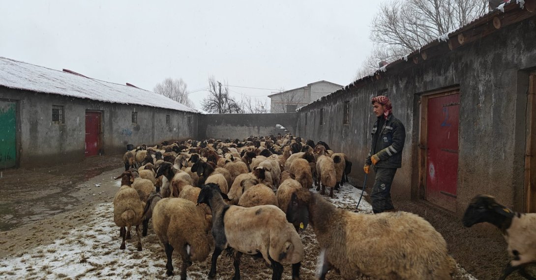 A group of sheep grazes inside village houses in Muş, Türkiye, Feb. 21, 2026. (AA Photo) 