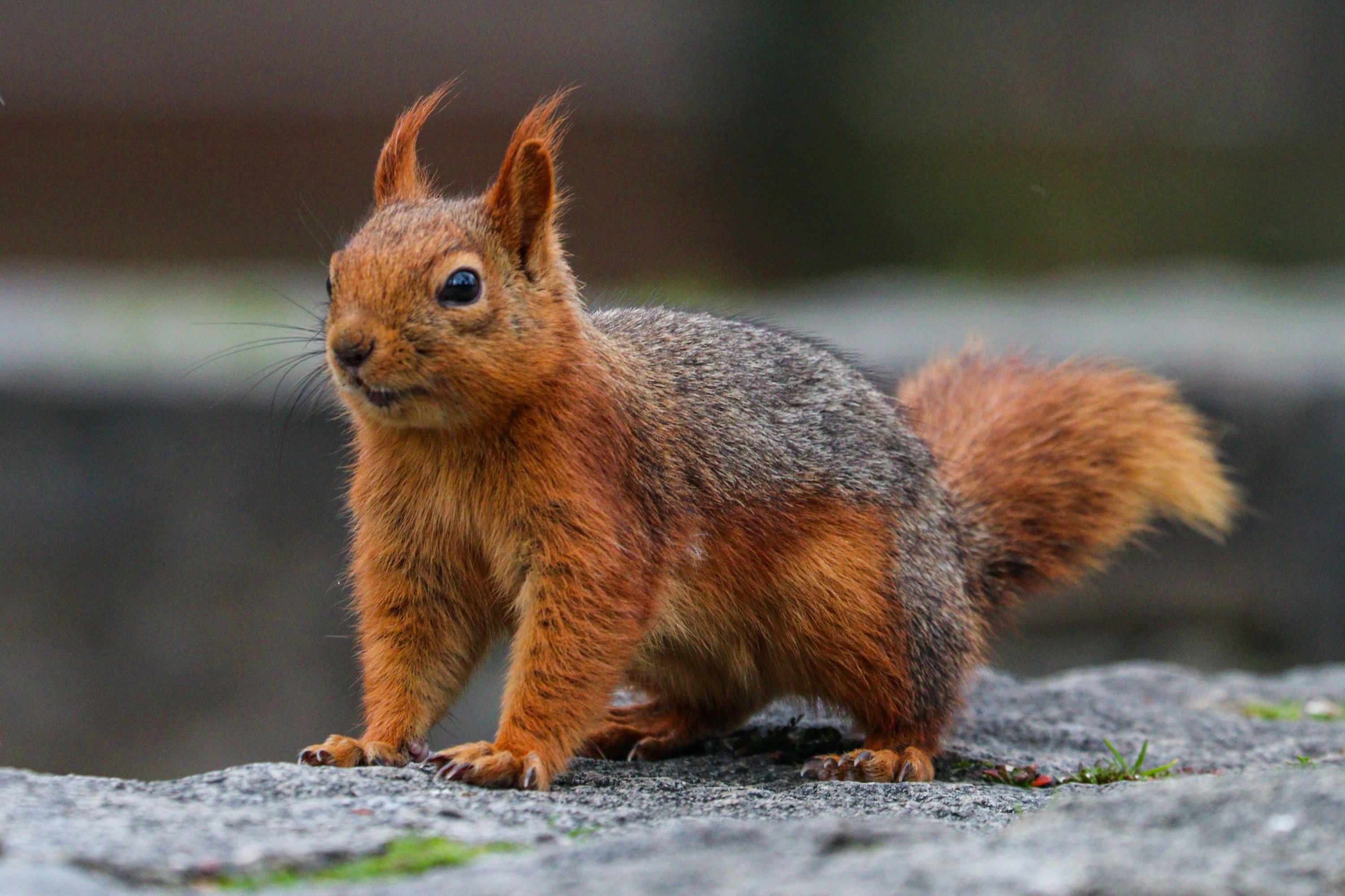 Friendly squirrels meet locals at Ankara’s Seğmenler Park