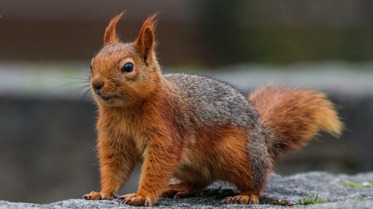 Friendly squirrels meet locals at Ankara's Seğmenler Park