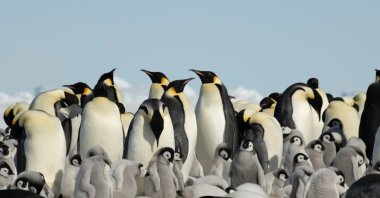 Colony of emperor penguins on Snow Hill Island in the Weddell Sea, Antarctica. (Shutterstock Photo)